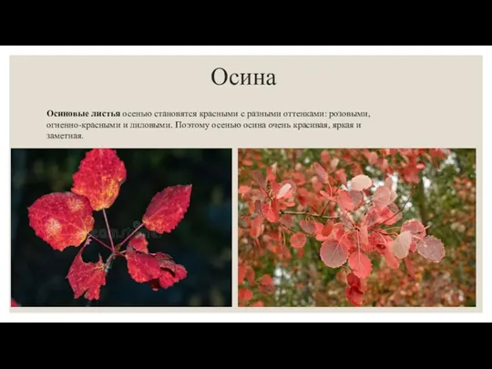 Осина Осиновые листья осенью становятся красными с разными оттенками: розовыми, огненно-красными и