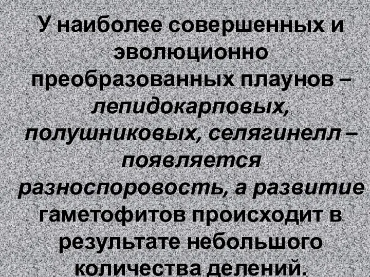 У наиболее совершенных и эволюционно преобразованных плаунов – лепидокарповых, полушниковых, селягинелл –