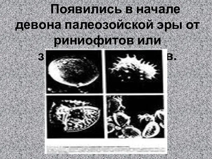 Появились в начале девона палеозойской эры от риниофитов или зостерофиллофитов.