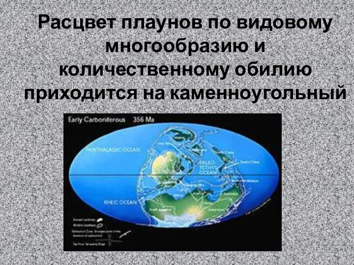 Расцвет плаунов по видовому многообразию и количественному обилию приходится на каменноугольный период.