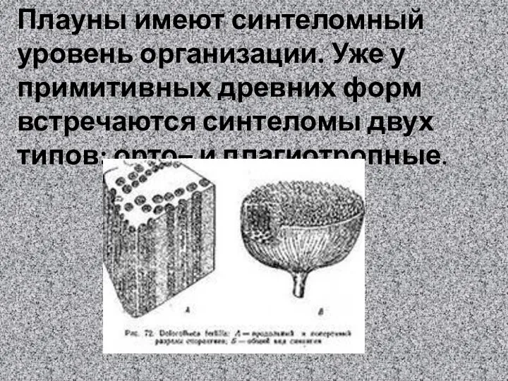 Плауны имеют синтеломный уровень организации. Уже у примитивных древних форм встречаются синтеломы