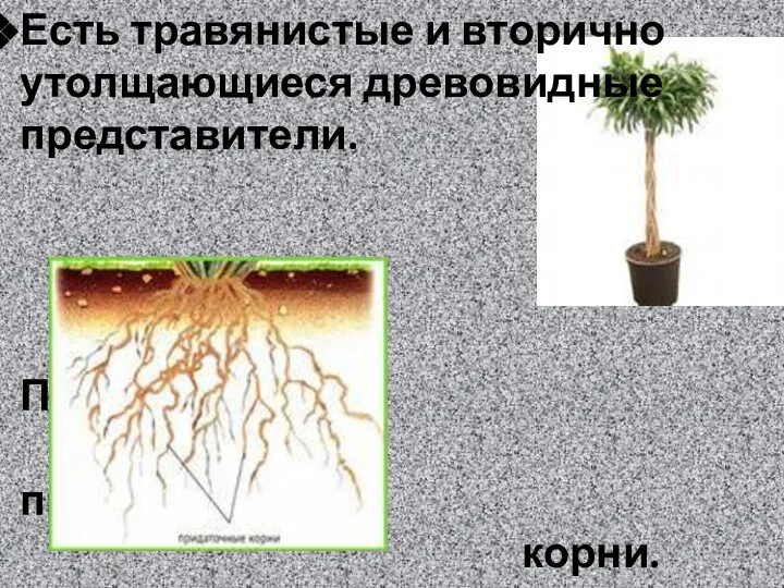 Есть травянистые и вторично утолщающиеся древовидные представители. Присутствуют придаточные корни.