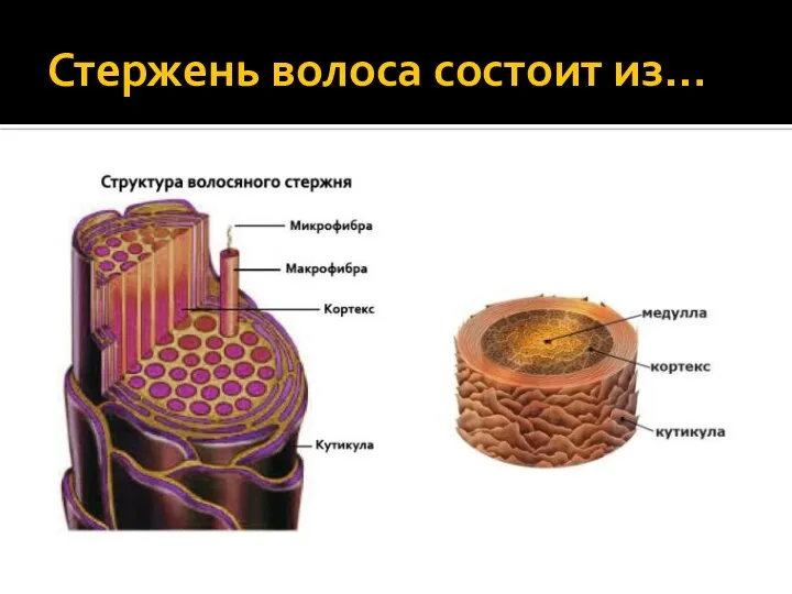 Стержень волоса состоит из…