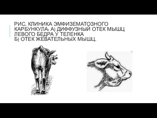 РИС. КЛИНИКА ЭМФИЗЕМАТОЗНОГО КАРБУНКУЛА: А) ДИФФУЗНЫЙ ОТЕК МЫШЦ ЛЕВОГО БЕДРА У ТЕЛЕНКА Б) ОТЕК ЖЕВАТЕЛЬНЫХ МЫШЦ.