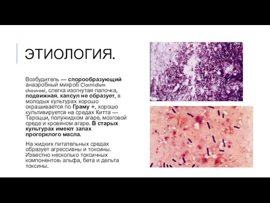 ЭТИОЛОГИЯ. Возбудитель — спорообразующий анаэробный микроб Clostridium chauvoei, слегка изогнутая палочка, подвижная,