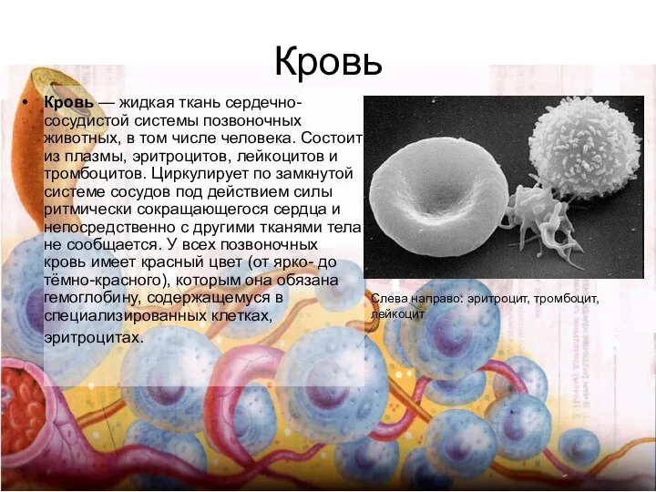 Кровь Кровь — жидкая ткань сердечно-сосудистой системы позвоночных животных, в том числе