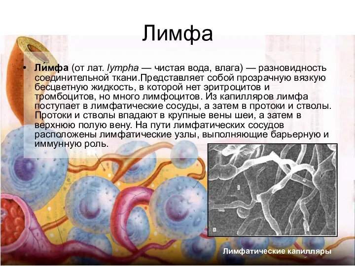 Лимфа Ли́мфа (от лат. lympha — чистая вода, влага) — разновидность соединительной