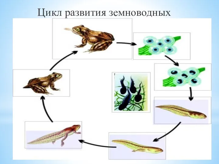 Цикл развития земноводных