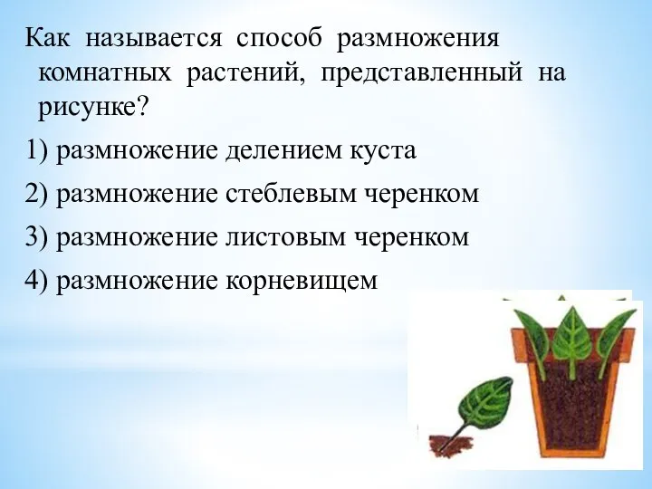 Как называется способ размножения комнатных растений, представленный на рисунке? 1) размножение делением