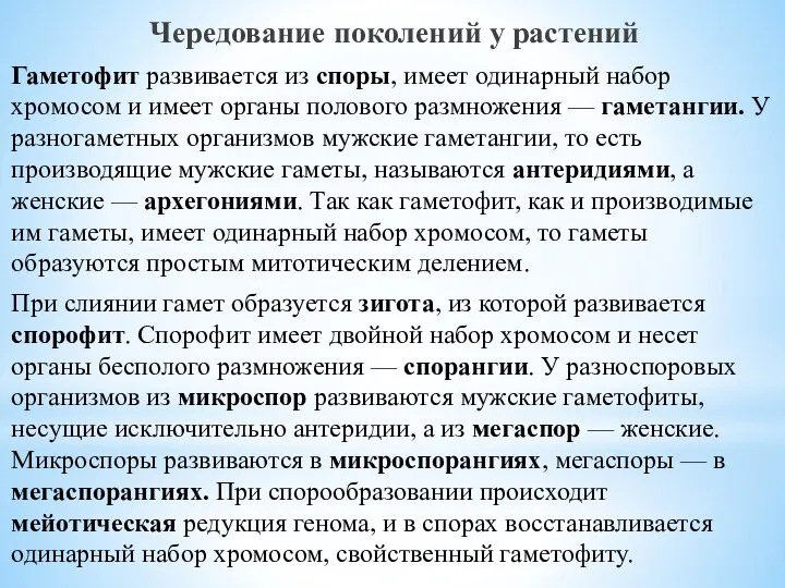 Чередование поколений у растений Гаметофит развивается из споры, имеет одинарный набор хромосом