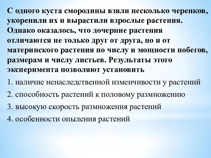 С одного куста смородины взяли несколько черенков, укоренили их и вырастили взрослые