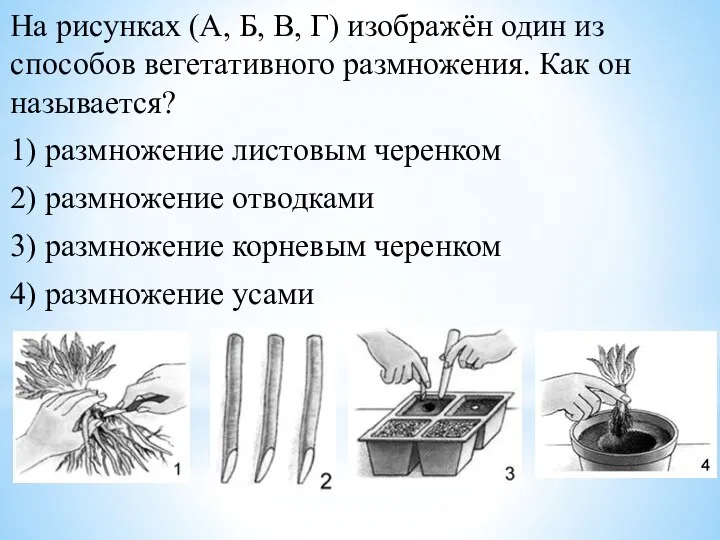 На рисунках (А, Б, В, Г) изображён один из способов вегетативного размножения.