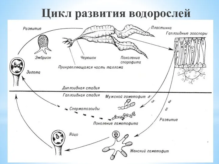 Цикл развития водорослей