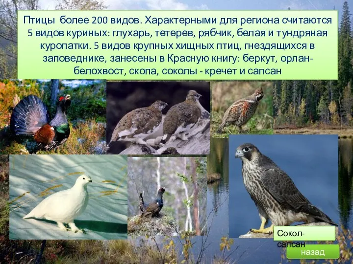 Птицы более 200 видов. Характерными для региона считаются 5 видов куриных: глухарь,