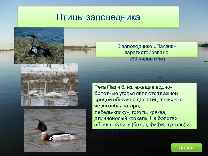 Птицы заповедника В заповеднике «Пасвик» зарегистрировано 229 видов птиц Река Паз и