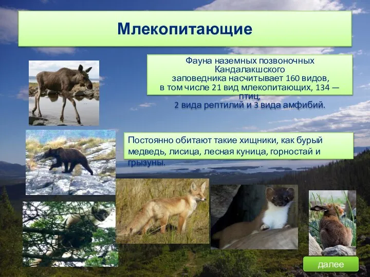 Млекопитающие Фауна наземных позвоночных Кандалакшского заповедника насчитывает 160 видов, в том числе