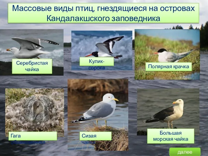 Массовые виды птиц, гнездящиеся на островах Кандалакшского заповедника Серебристая чайка Кулик-сорока Гага