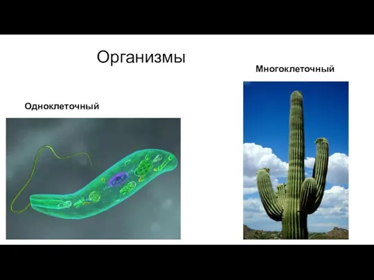 Организмы Одноклеточный Многоклеточный