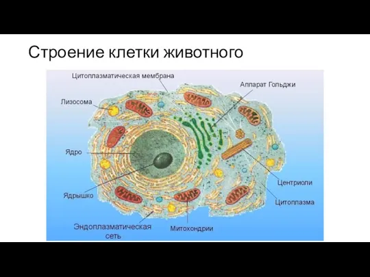 Строение клетки животного