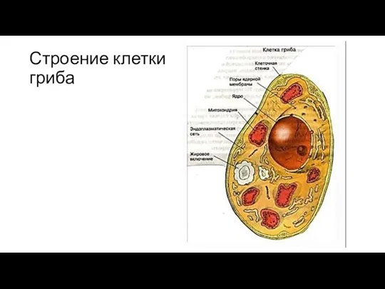 Строение клетки гриба