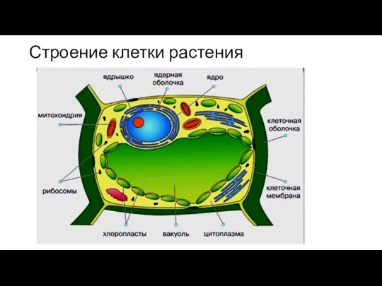 Строение клетки растения