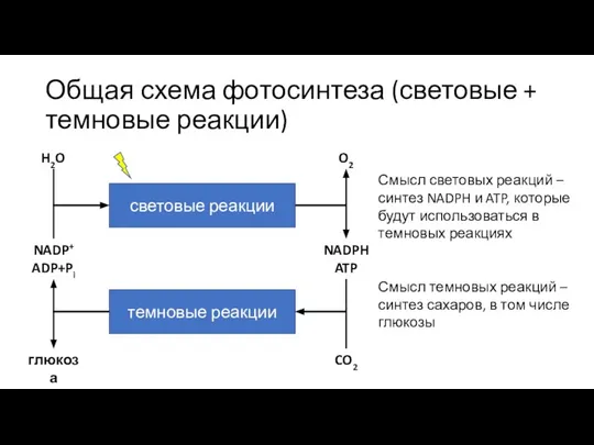 Общая схема фотосинтеза (световые + темновые реакции) световые реакции темновые реакции H2O