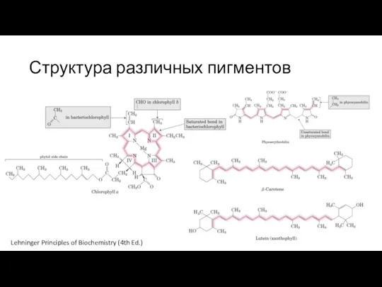 Структура различных пигментов Lehninger Principles of Biochemistry (4th Ed.)