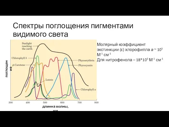 Спектры поглощения пигментами видимого света длинна волны, нм поглощение Молярный коэффициент экстинкции