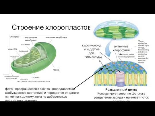 Строение хлоропластов свет антенные хлорофиллы каротионоиды и другие доп. пигменты Реакционный центр