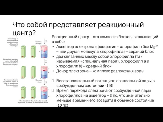 Что собой представляет реакционный центр? Реакционный центр – это комплекс белков, включающий