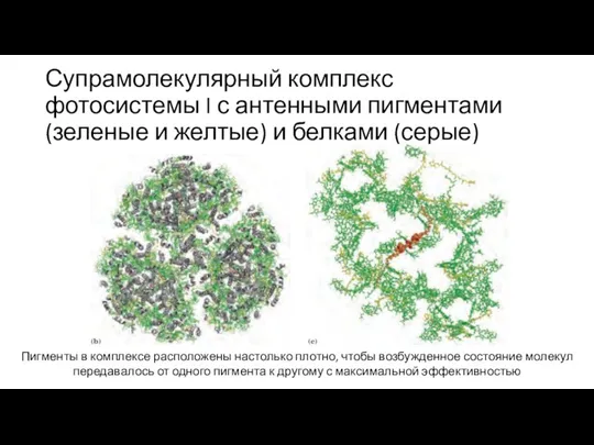 Супрамолекулярный комплекс фотосистемы I с антенными пигментами (зеленые и желтые) и белками