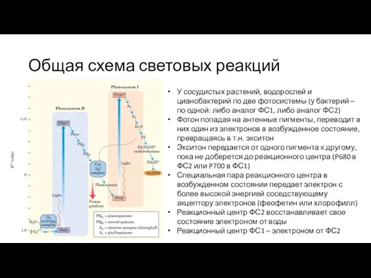 Общая схема световых реакций У сосудистых растений, водорослей и цианобактерий по две