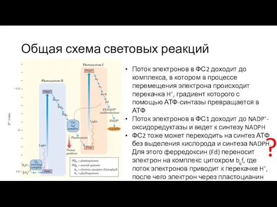 Общая схема световых реакций Поток электронов в ФС2 доходит до комплекса, в