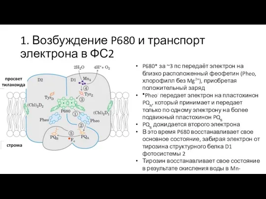 1. Возбуждение P680 и транспорт электрона в ФС2 P680* за ~3 пс