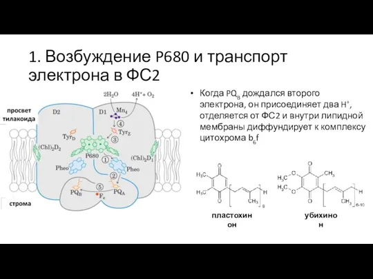 1. Возбуждение P680 и транспорт электрона в ФС2 Когда PQB дождался второго