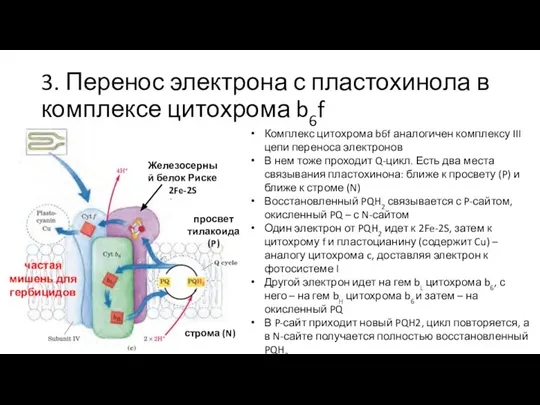 3. Перенос электрона с пластохинола в комплексе цитохрома b6f Комплекс цитохрома b6f