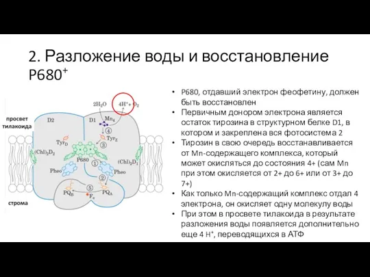 2. Разложение воды и восстановление P680+ P680, отдавший электрон феофетину, должен быть