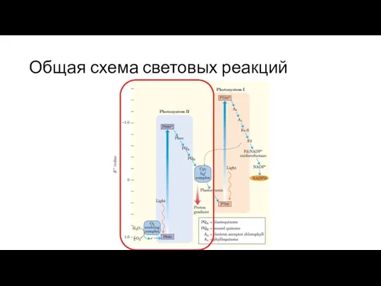 Общая схема световых реакций