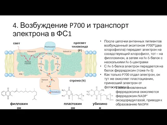 4. Возбуждение P700 и транспорт электрона в ФС1 После цепочки антенных пигментов