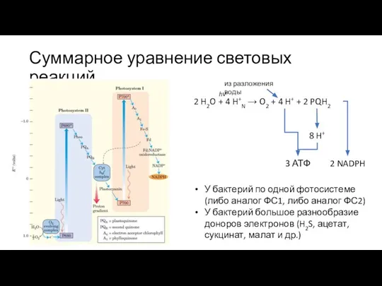 Суммарное уравнение световых реакций 2 H2O + 4 H+N → O2 +