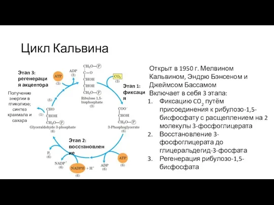 Цикл Кальвина Этап 1: фиксация Этап 3: регенерация акцептора Этап 2: восстановление