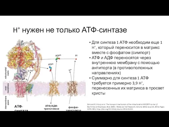 H+ нужен не только АТФ-синтазе АТФ-синтаза АТФ/АДФ-транслоказа фосфат-транслоказа Для синтеза 1 АТФ