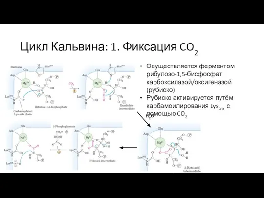 Цикл Кальвина: 1. Фиксация CO2 Осуществляется ферментом рибулозо-1,5-бисфосфат карбоксилазой/оксигеназой (рубиско) Рубиско активируется
