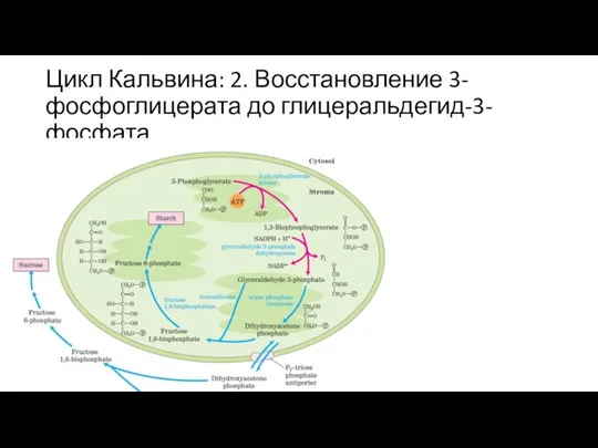 Цикл Кальвина: 2. Восстановление 3-фосфоглицерата до глицеральдегид-3-фосфата