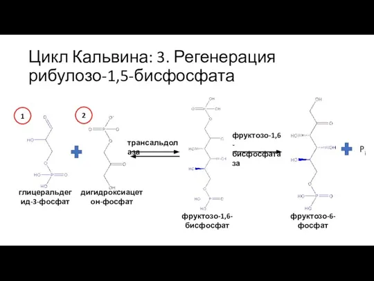 Цикл Кальвина: 3. Регенерация рибулозо-1,5-бисфосфата глицеральдегид-3-фосфат дигидроксиацетон-фосфат трансальдолаза фруктозо-1,6-бисфосфат фруктозо-1,6-бисфосфатаза фруктозо-6-фосфат Pi 1 2
