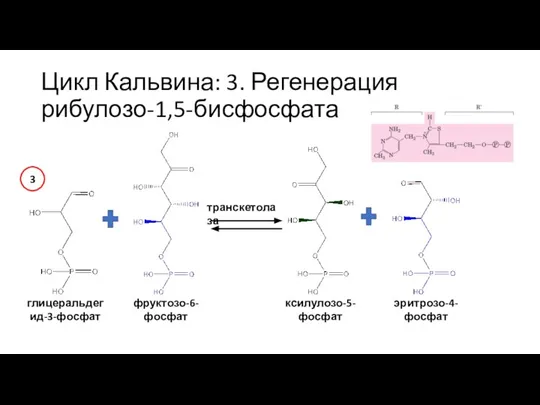 Цикл Кальвина: 3. Регенерация рибулозо-1,5-бисфосфата глицеральдегид-3-фосфат фруктозо-6-фосфат транскетолаза ксилулозо-5-фосфат эритрозо-4-фосфат 3