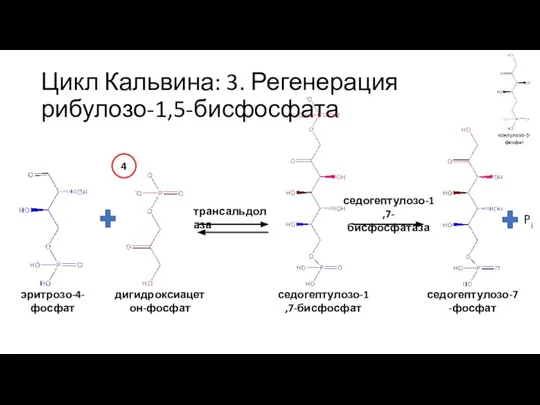 Цикл Кальвина: 3. Регенерация рибулозо-1,5-бисфосфата эритрозо-4-фосфат дигидроксиацетон-фосфат трансальдолаза седогептулозо-1,7-бисфосфат седогептулозо-7-фосфат седогептулозо-1,7-бисфосфатаза 4 Pi