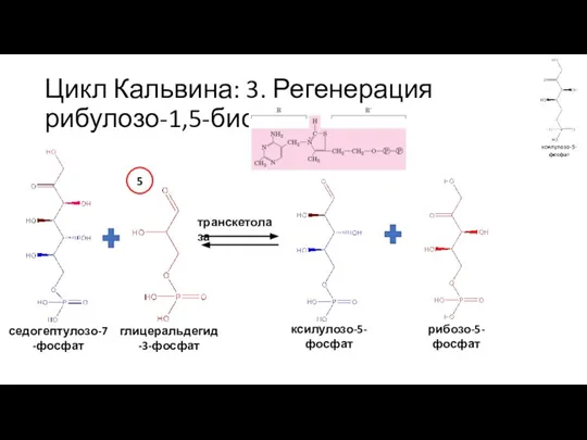 Цикл Кальвина: 3. Регенерация рибулозо-1,5-бисфосфата седогептулозо-7-фосфат глицеральдегид-3-фосфат транскетолаза рибозо-5-фосфат ксилулозо-5-фосфат 5