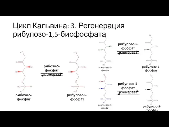 Цикл Кальвина: 3. Регенерация рибулозо-1,5-бисфосфата рибозо-5-фосфат рибозо-5-фосфат изомераза рибулозо-5-фосфат рибулозо-5-фосфат изомераза рибулозо-5-фосфат изомераза рибулозо-5-фосфат рибулозо-5-фосфат