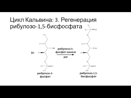 Цикл Кальвина: 3. Регенерация рибулозо-1,5-бисфосфата рибулозо-5-фосфат 3× рибулозо-5-фосфат киназа рибулозо-1,5-бисфосфат ATP